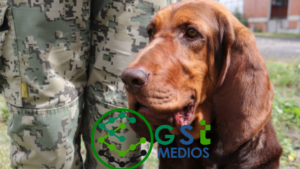 Max, perrita de la Marina, encuentra a Rafael Caro Quintero entre los matorrales. - ZMG Noticias