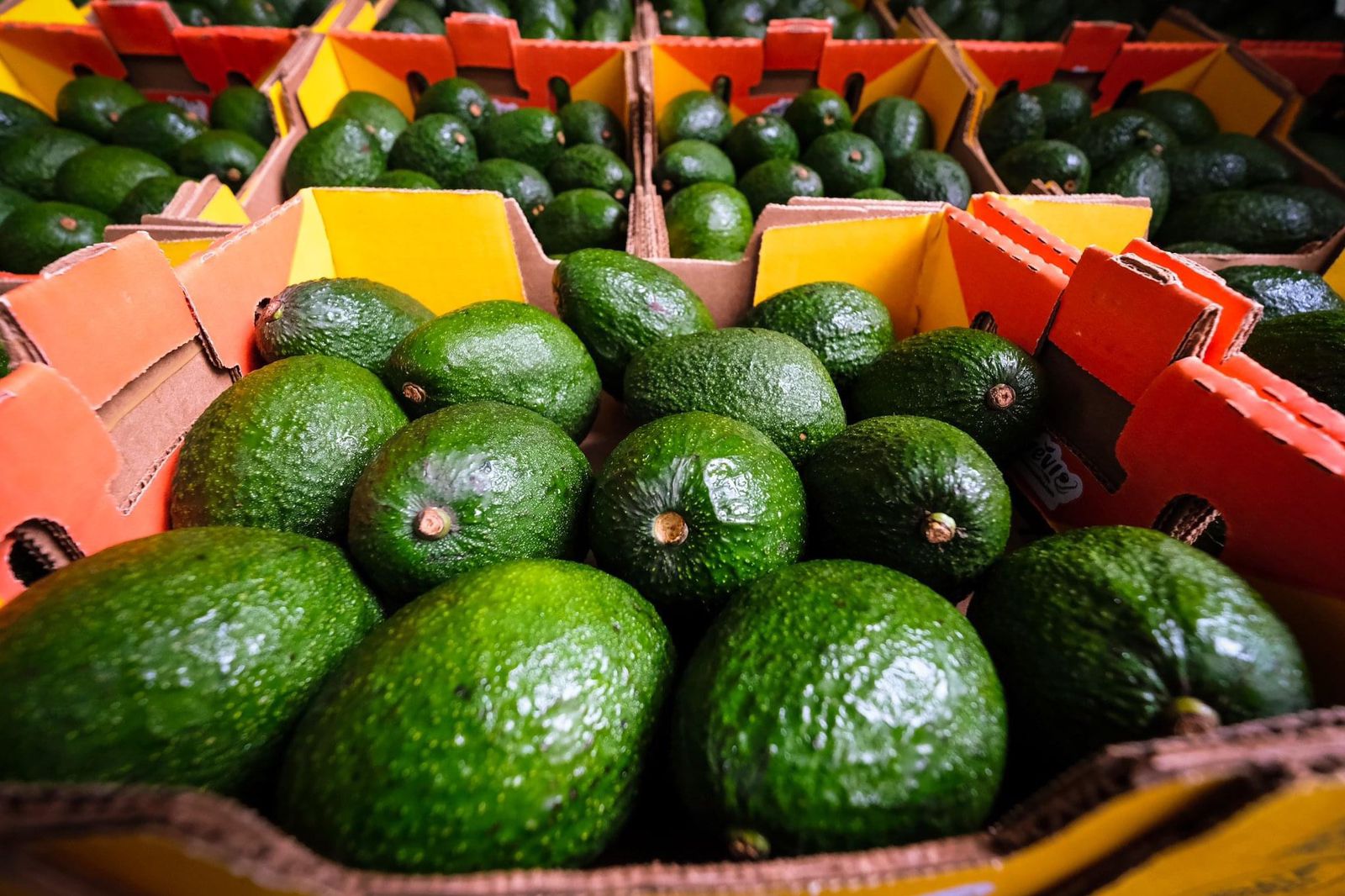 Se concreta el arribo de aguacate jalisciense de exportación al mercado de Estados Unidos - ZMG Noticias