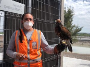 Con halcones controlan en Aeropuerto de Guadalajara presencia de fauna en las pistas - ZMG Noticias