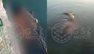 VIDEO: Cocodrilo mata a hombre que nadaba en la Laguna del Carpintero en Tampico - ZMG Noticias