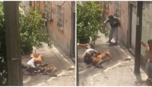 Perros pitbull atacan a otro perro y a su dueño en la CdMx - ZMG Noticias
