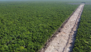 Buscan expropiar 190 hectáreas para la construcción del Tramo 5 del Tren Maya