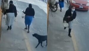 Captan en video a perrito ladrón - ZMG Noticias