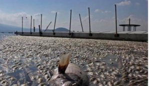 Mueren, otra vez, miles de peces en Cajititlán