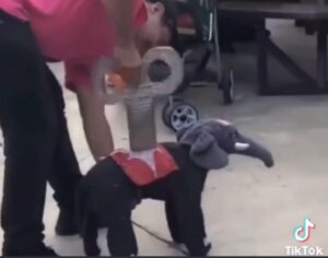 El más tierno disfraz perruno (video) - ZMG Noticias