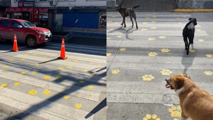Cuándo habrá pasos peatonales con huellitas de mascota en ZMG - ZMG Noticias