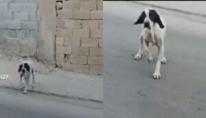 VIDEO: Y el premio al mejor actor es para… Firulais! - ZMG Noticias