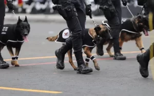 Por primera vez desfilan lomitos del Ejército Mexicano