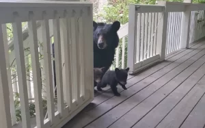 Mamá Osa agradece a hombre que la alimentó presentándole a sus crías - ZMG Noticias