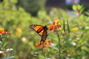 Ya son 20 jardines polinizadores en Guadalajara - ZMG Noticias