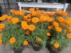 A la alza costo de flores ante Día de Muertos