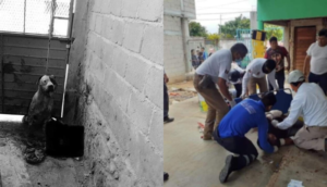 Perrito casi le arranca el brazo a un ladrón que intentó entrar a su casa