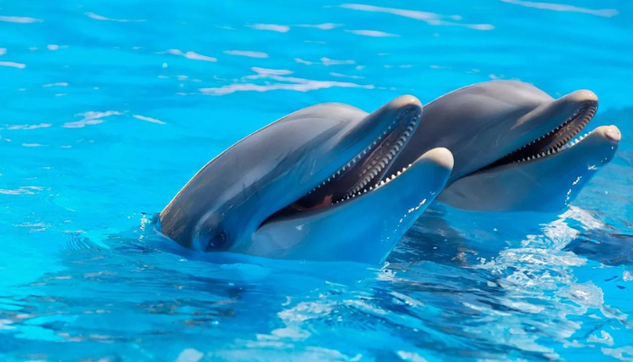 Diputados aprueban decreto que prohíbe el uso de mamíferos marinos para espectáculos - ZMG Noticias