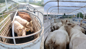 Exhorta SSE a la compra-venta regular de ganado en Expo Ganadera - ZMG Noticias