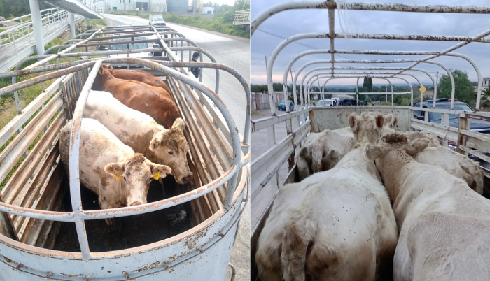 Exhorta SSE a la compra-venta regular de ganado en Expo Ganadera - ZMG Noticias