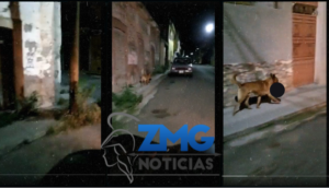 Captan a perro cargando una cabeza humana en Monte Escobedo, Zacatecas - ZMG Noticias