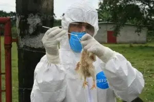 Detectan en México primer caso de Influenza aviar AH5N1