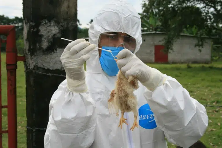 Detectan en México primer caso de Influenza aviar AH5N1 - ZMG Noticias