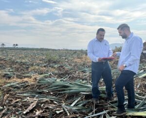 Utilizan tecnología para inspeccionar plantaciones de Agave Tequilana Weber - ZMG Noticias