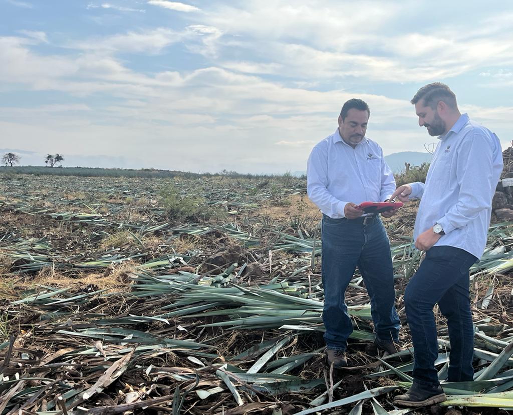 Utilizan tecnología para inspeccionar plantaciones de Agave Tequilana Weber - ZMG Noticias