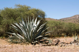 Investigadora de la UAG busca rescatar el agave mezcalero