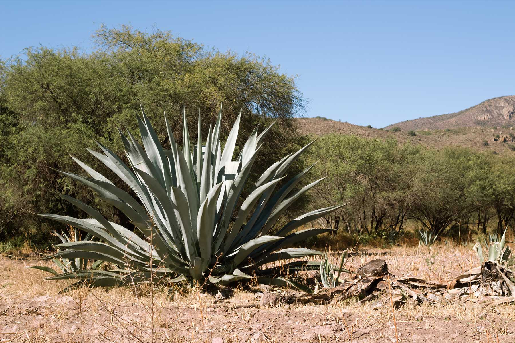 Investigadora de la UAG busca rescatar el agave mezcalero