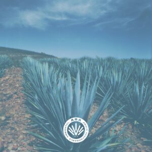 Cumple un año la certificación del Tequila libre de deforestación - ZMG Noticias