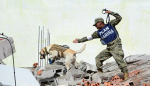 Muere Frida, perrita rescatista que salvó 12 vidas en nueve años de servicio