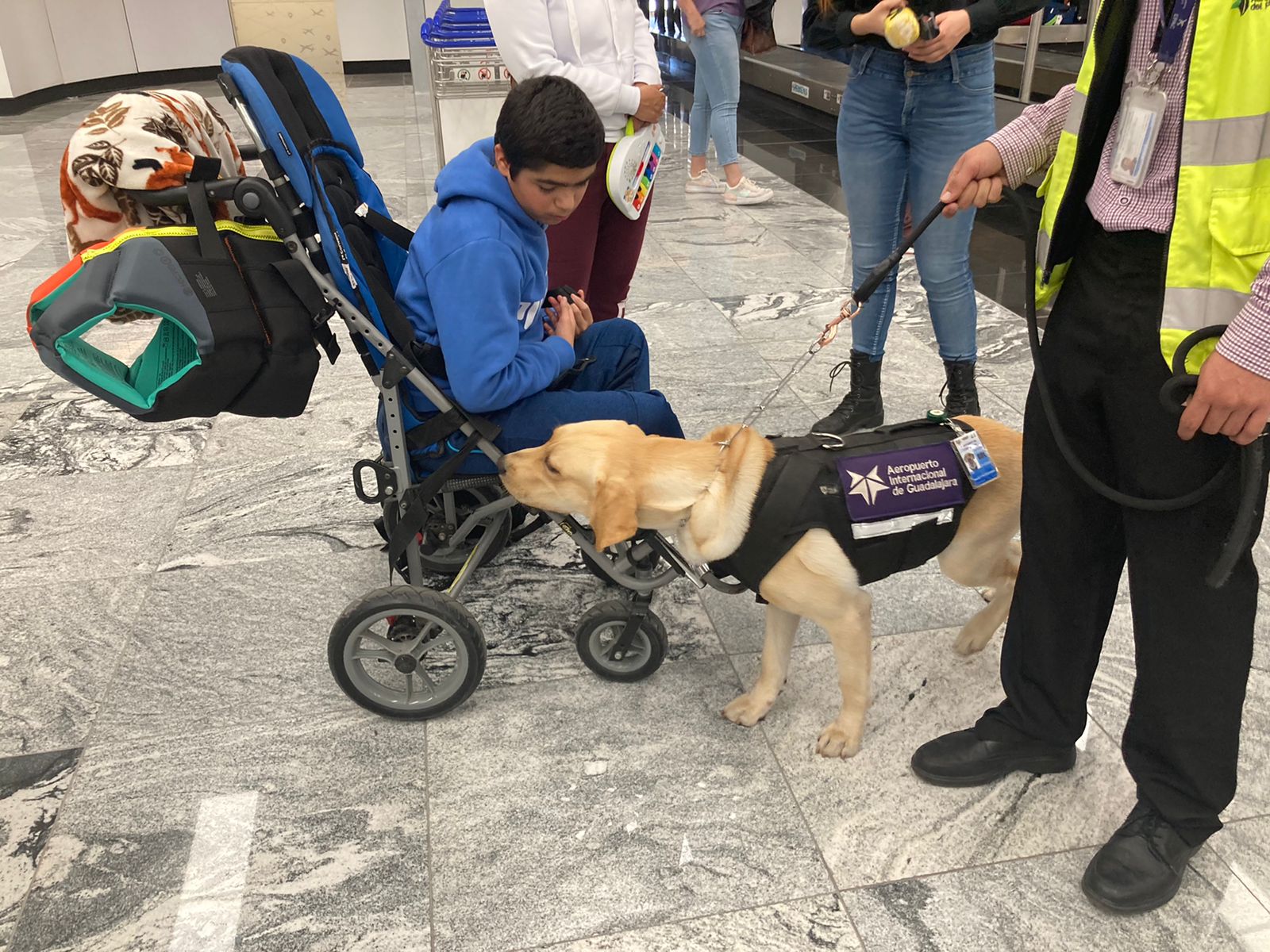 Colaborador de 4 patas ayuda a disminuir estrés de pasajeros que acuden al Aeropuerto de Guadalajara - ZMG Noticias Colaborador de 4 patas ayuda a disminuir estrés de pasajeros que acuden al Aeropuerto de Guadalajara - ZMG Noticias