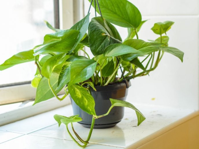 Planta modificada genéticamente actúa como 30 plantas de interior - ZMG Noticias