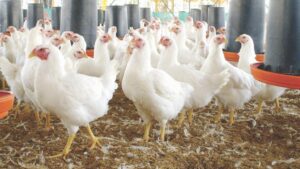 Aunque no hay nuevos casos, mantienen alerta ante riesgo de influenza aviar en Jalisco. - ZMG Noticias