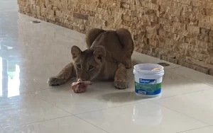 "Nala", leona que se paseaba por calles de Alvarado, Veracruz.