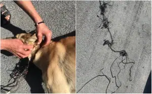 Policía de SLP rescatan a perrita