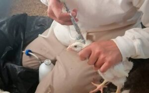 Enviaron a Jalisco más de 51 millones de vacunas contra influenza aviar