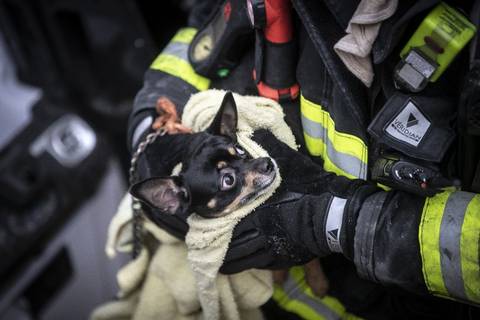 Rescatan a dos perritos de incendio en casa de la colonia Centro en Guadalajara