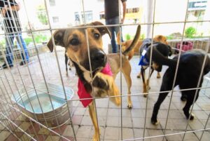 Esta navidad no regalen mascotas, hay que optar por la adopción - ZMG Noticias