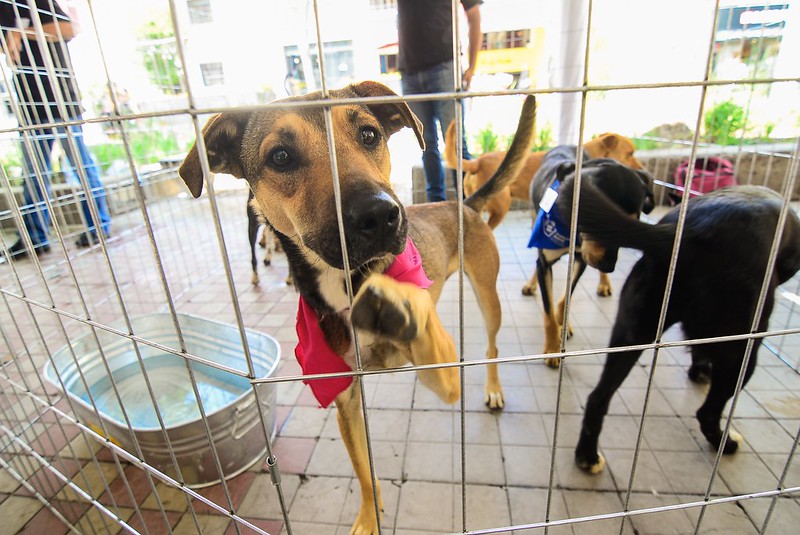 Esta navidad no regalen mascotas, hay que optar por la adopción - ZMG Noticias