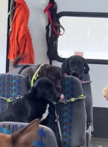 Este es el «perribús» más lindo que se ha visto (video)