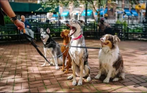 Consideraciones para dejar sola a tu mascota en este fin de año