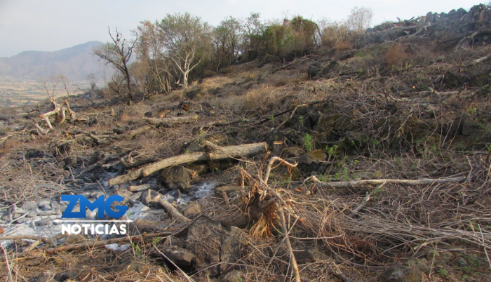Ecocidas de bosque de encino de Ahualulco de Mercado son vinculados a proceso - ZMG Noticias