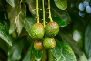 Decreta Senasica como libres de barrenador a los aguacates de 12 municipios de Jalisco - ZMG Noticias