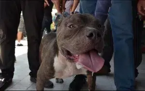 Pitbull corretea a policías de Saltillo y evita que sus dueños sean detenidos