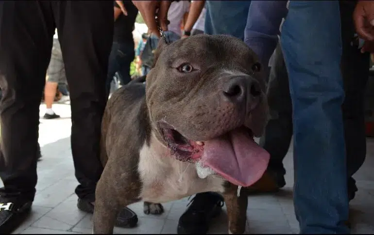 Pitbull corretea a policías de Saltillo y evita que sus dueños sean detenidos
