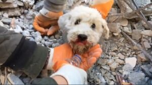 Rescatistas salvan a perrito de entre los escombros en Turquía