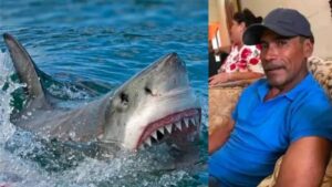 Le arrancó la cabeza: tiburón blanco se come a pescador en Sonora