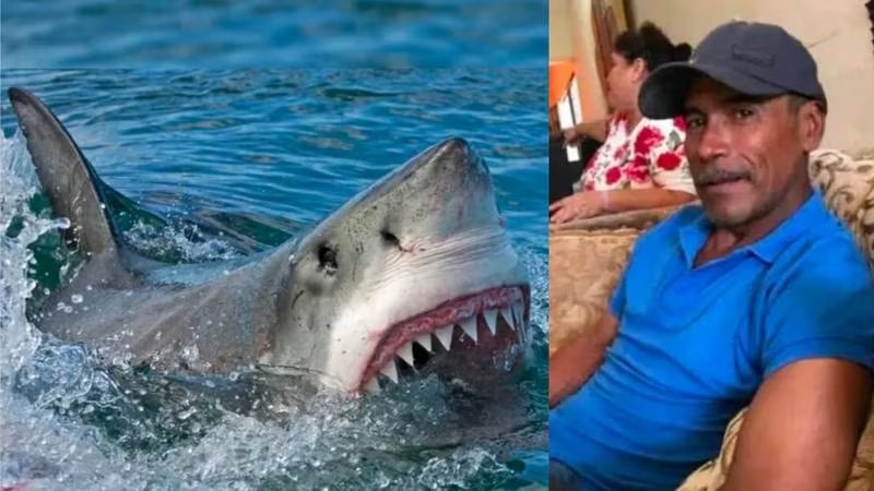 Le arrancó la cabeza: tiburón blanco se come a pescador en Sonora