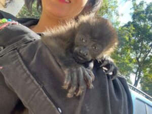 Le dan un "gato" que resultó ser un mono saraguato - ZMG Noticias