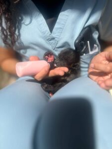 Le dan un "gato" que resultó ser un mono saraguato - ZMG Noticias