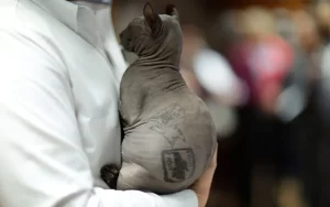 Ponen en adopción al gato tatuado que fue hallado en penal de Cd. Juárez