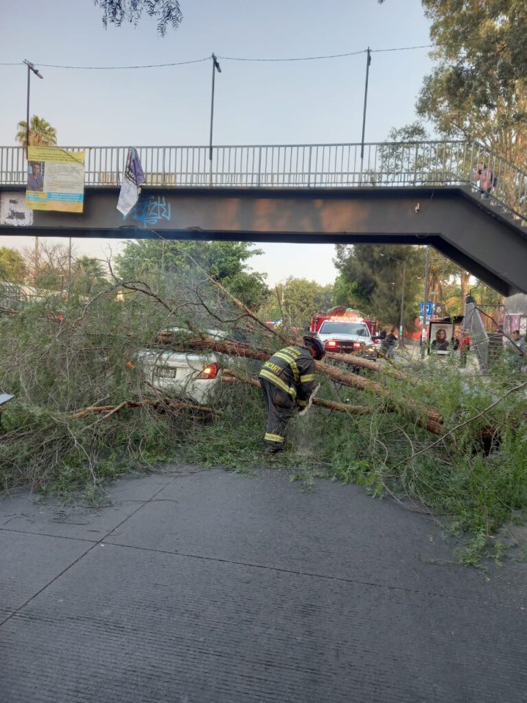 Sin previo aviso un árbol cae sobre un vehículo en Guadalajara - ZMG Noticias Sin previo aviso un árbol cae sobre un vehículo en Guadalajara - ZMG Noticias